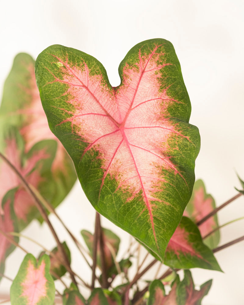 feey-variado-caladium-kathleen-zimmerpflanze-ohne-bertopf-rosa image 2