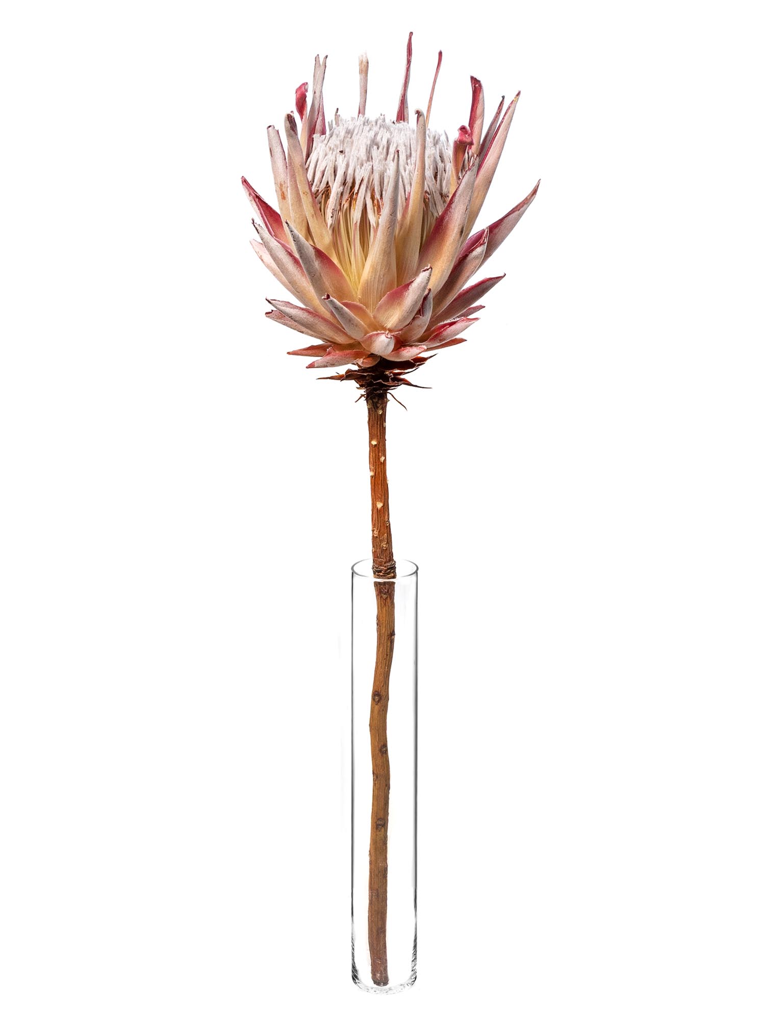 blumigo-trockenblumen-k-nigsprotea-cynaroides-rosa-creme image 3