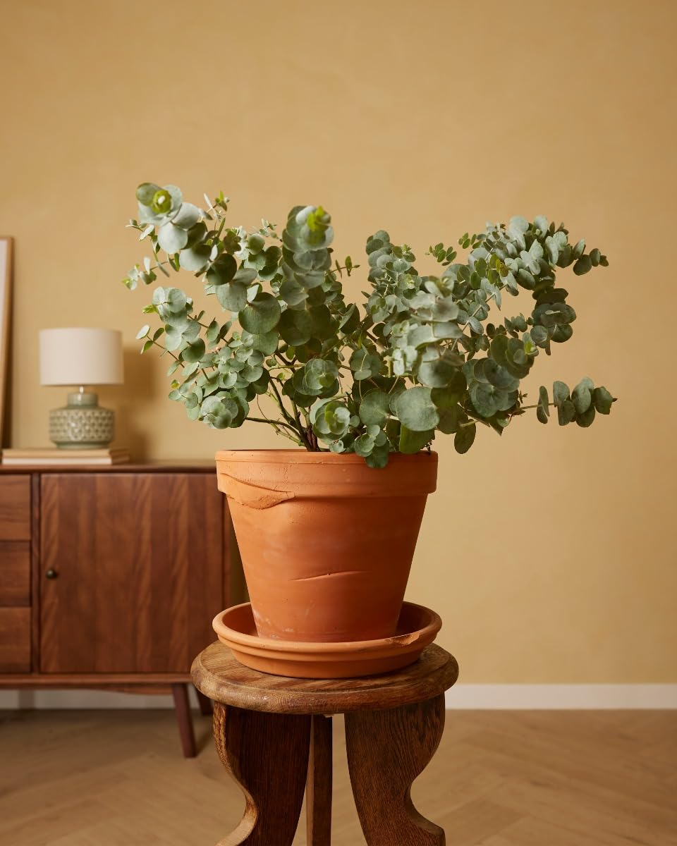 plnts-rareplnts-eucalyptus-gunnii-zimmerpflanze-17cm-50cm-duft image 2