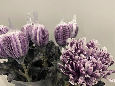 blumigo-chrysanthemen-antonov-cassis-violett-wei-schnittblume image 1