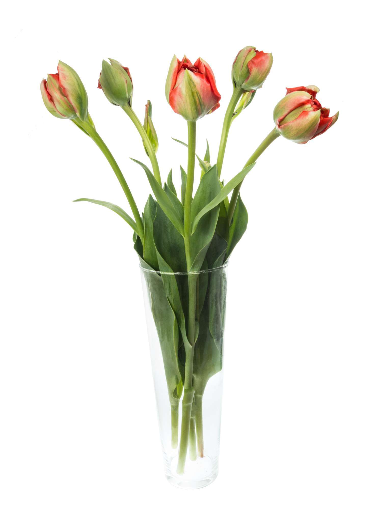 blumigo-tulpen-gudoshnik-double-gef-llt-rot-gelb-stiel image 4