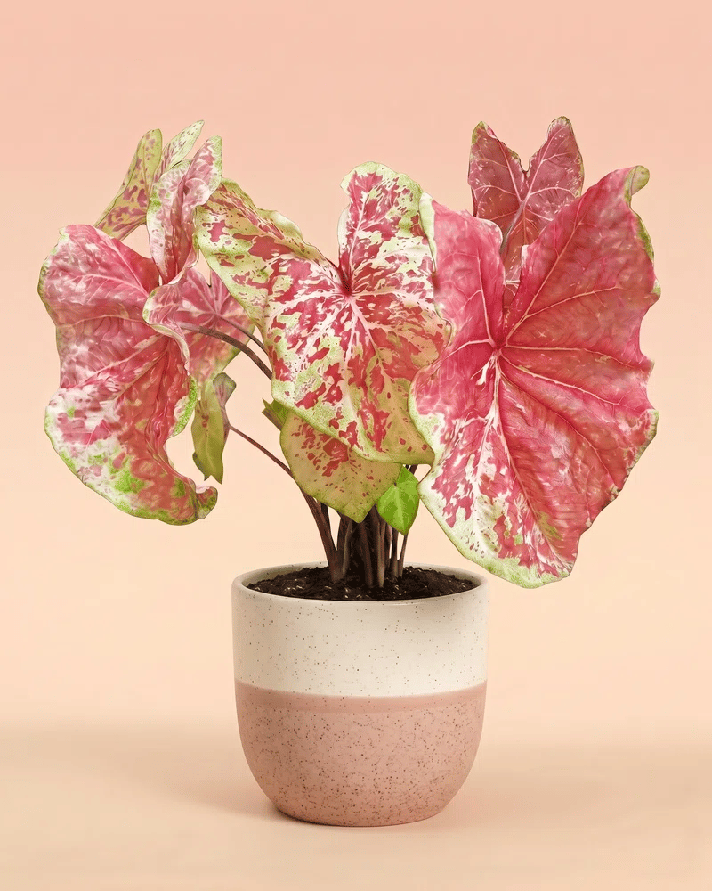 feey-variado-caladium-raspberry-moon-zimmerpflanze-gross image 5