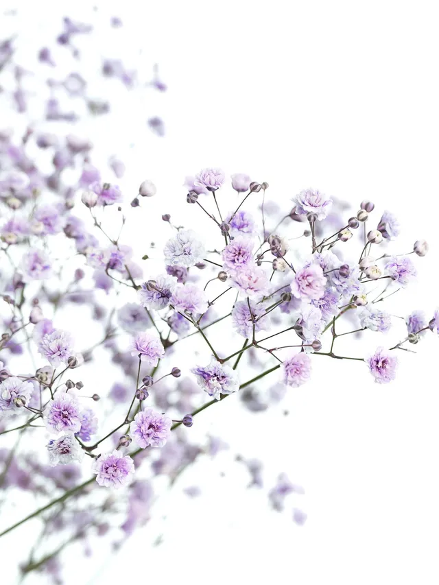 blumigo-schleierkraut-painted-schnittblume-milka-violett-1-bund image 1