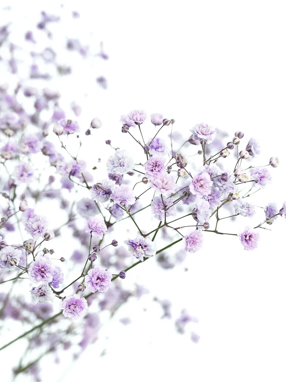 blumigo-schleierkraut-painted-schnittblume-milka-violett-1-bund image 1