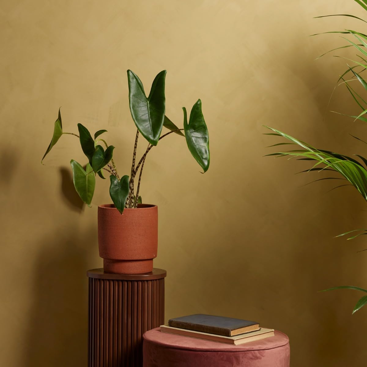 plnts-rareplnts-alocasia-zebrina-zimmerpflanze-65cm-pfeilblatt image 7