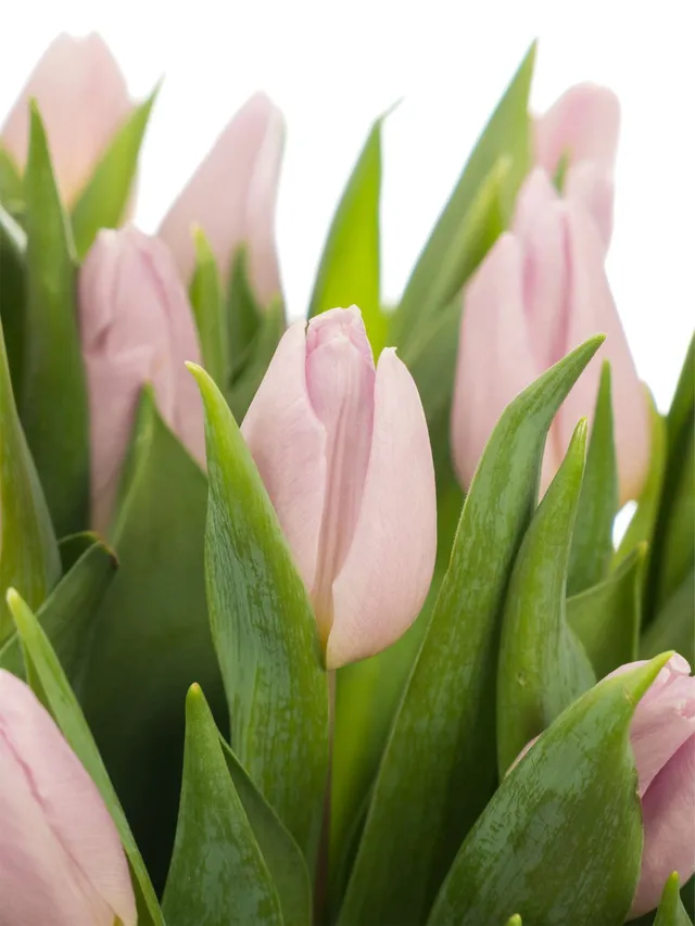 blumigo-tulpen-candy-prince-schnittulpe-violett-frisch image 1