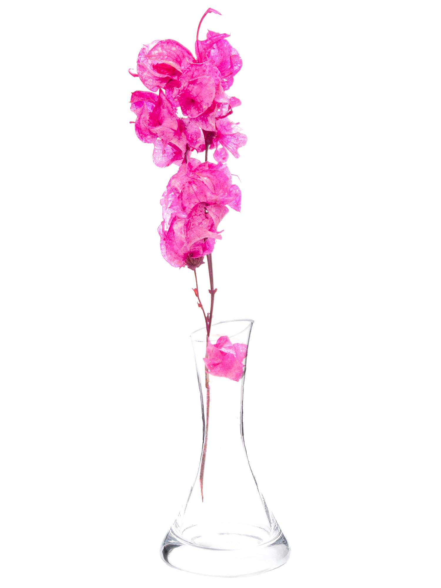 blumigo-bougainvillea-drillingsblume-trockenblumen-pink image 4