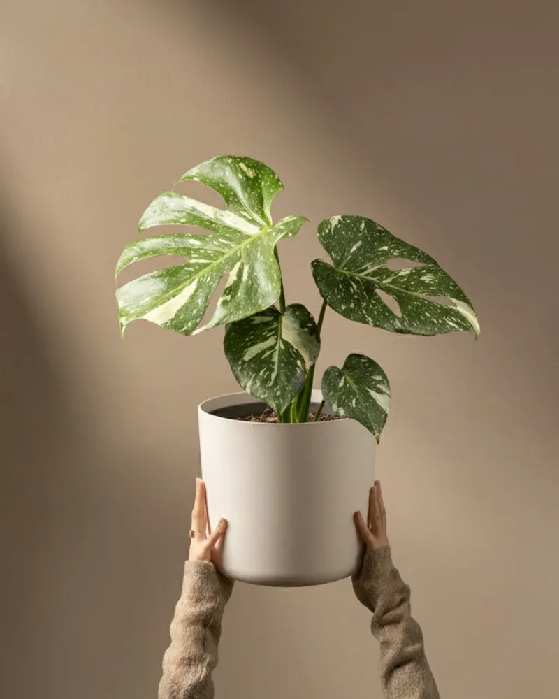 feey-variado-monstera-thai-constellation-zimmerpflanze-ohne-bertopf image 1