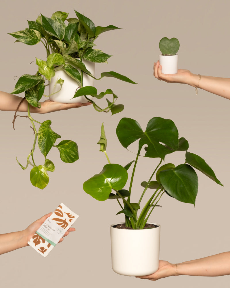feey-variado-me-time-bundle-zimmerpflanzenset-monstera-efeutute image 1