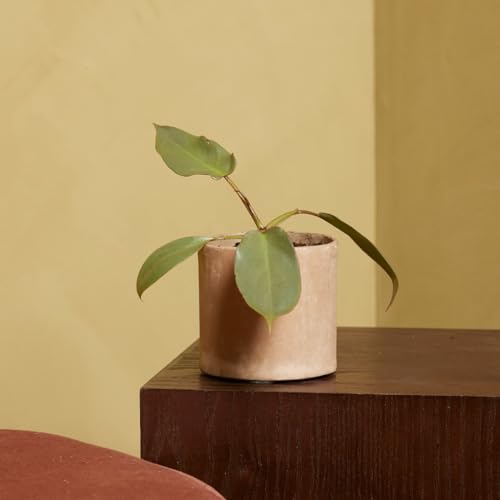 plnts-baby-philodendron-atabapoense-zimmerpflanze-8-cm-pflegeleicht image 6