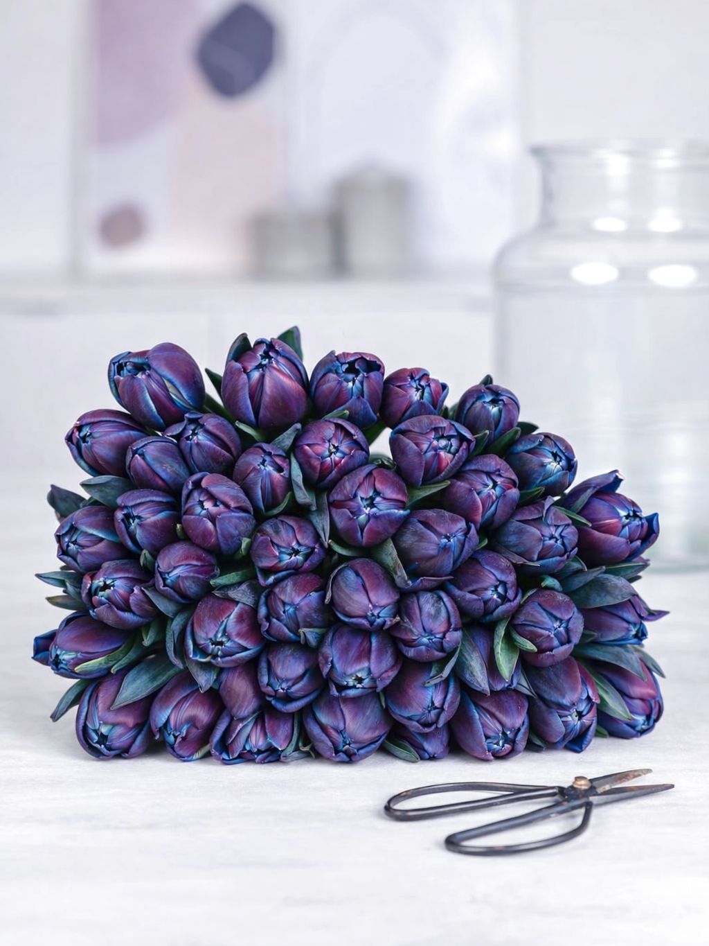 blumigo-tulpen-moscow-midnight-gef-llt-blau-pink image 2