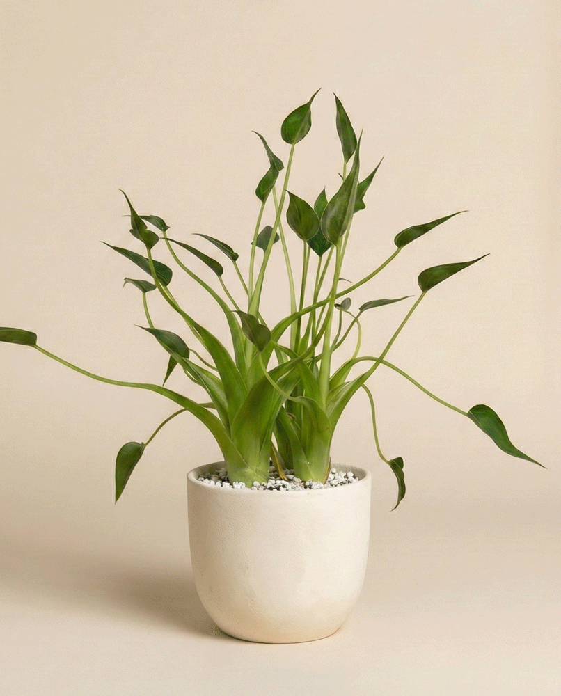feey-tiny-dancer-alocasia-pfeilblatt-klein-bis-mittel-ohne-bertopf image 5