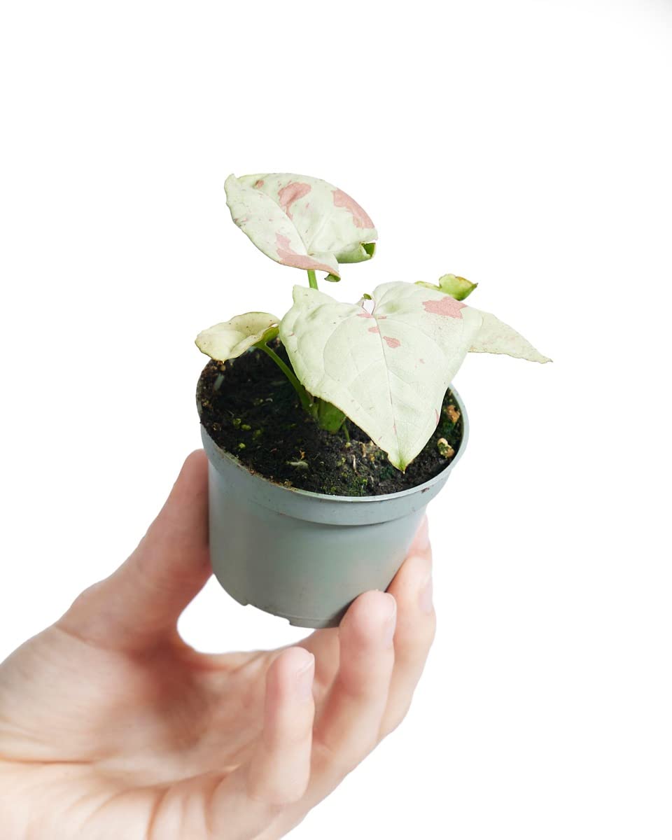 plnts-babyplnts-syngonium-confetti-zimmerpflanze-6cm-topf-rosa image 1