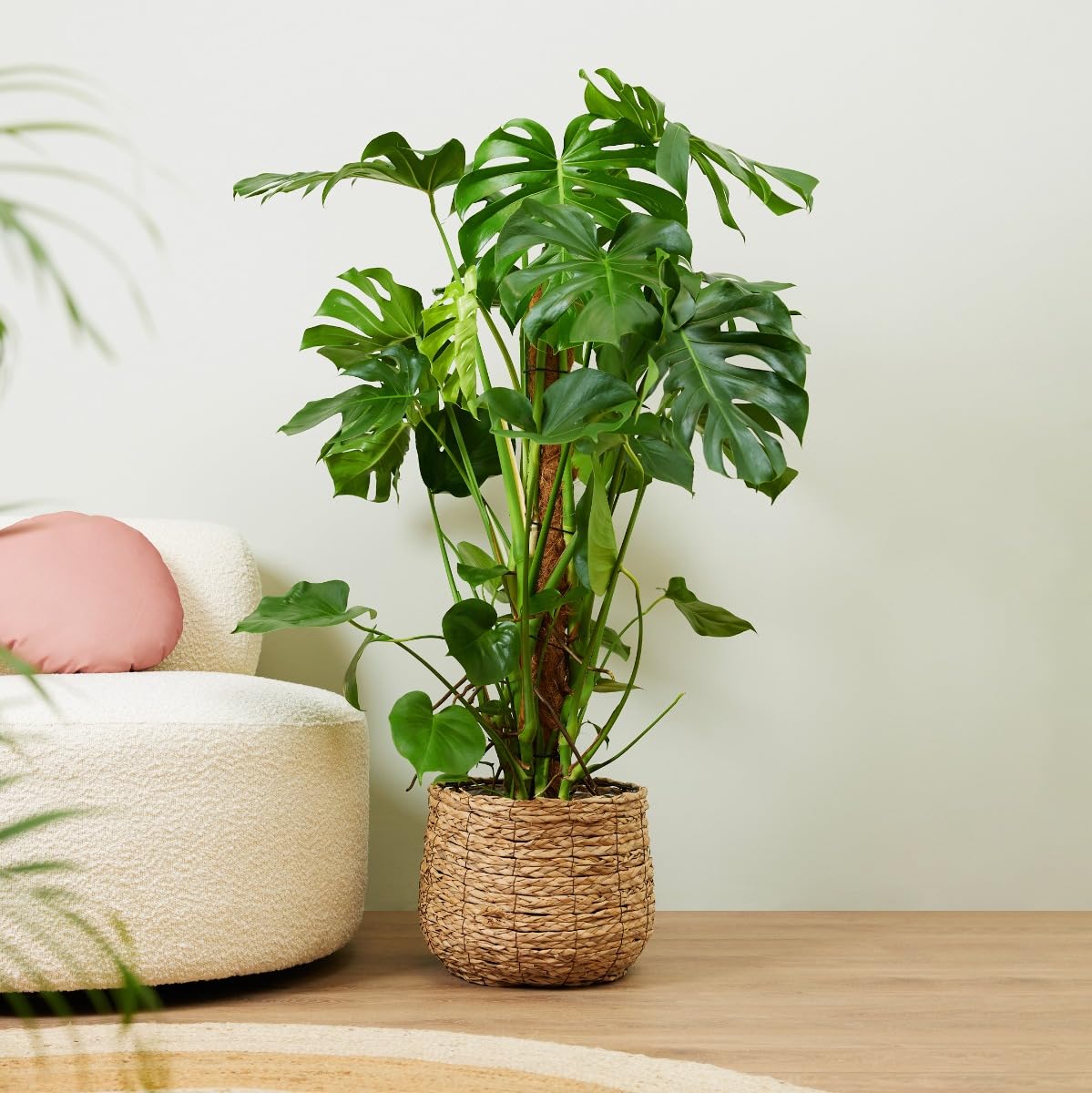 plnts-rareplnts-monstera-pertusum-fensterblatt-120cm-24cm-topf image 6