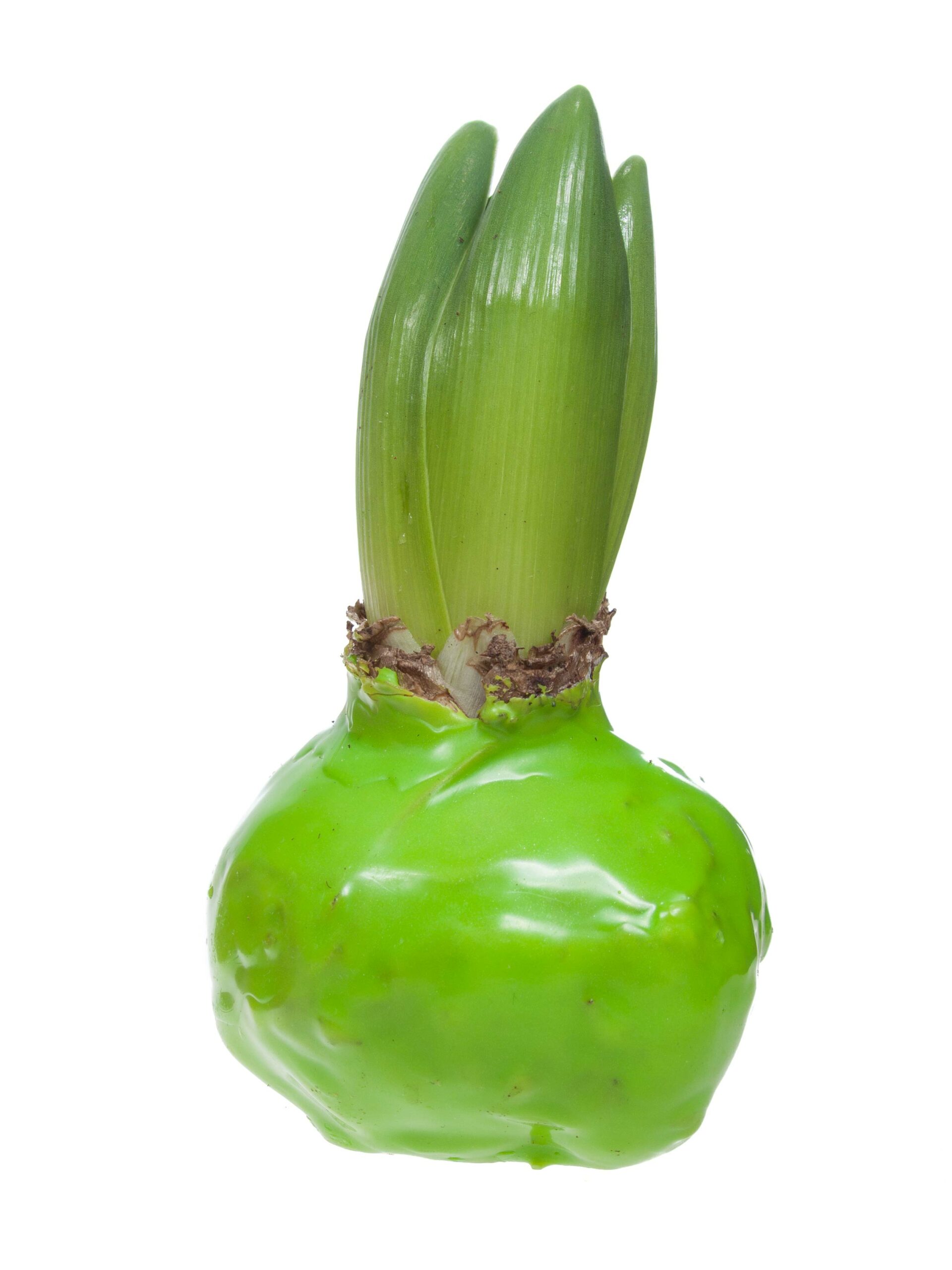 blumigo-fr-hlingsknollen-hyazinthenknollen-blumenzwiebel-gr-n image 2