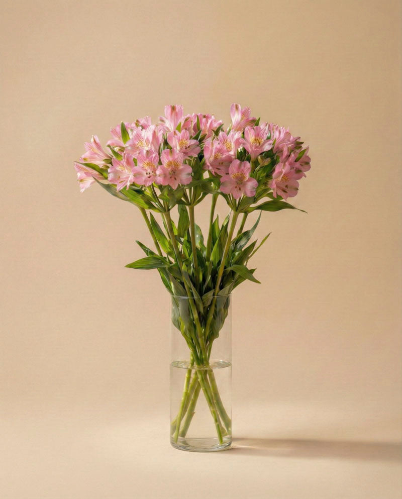 feey-rilio-alstroemeria-rosa-schnittblumen-default image 5