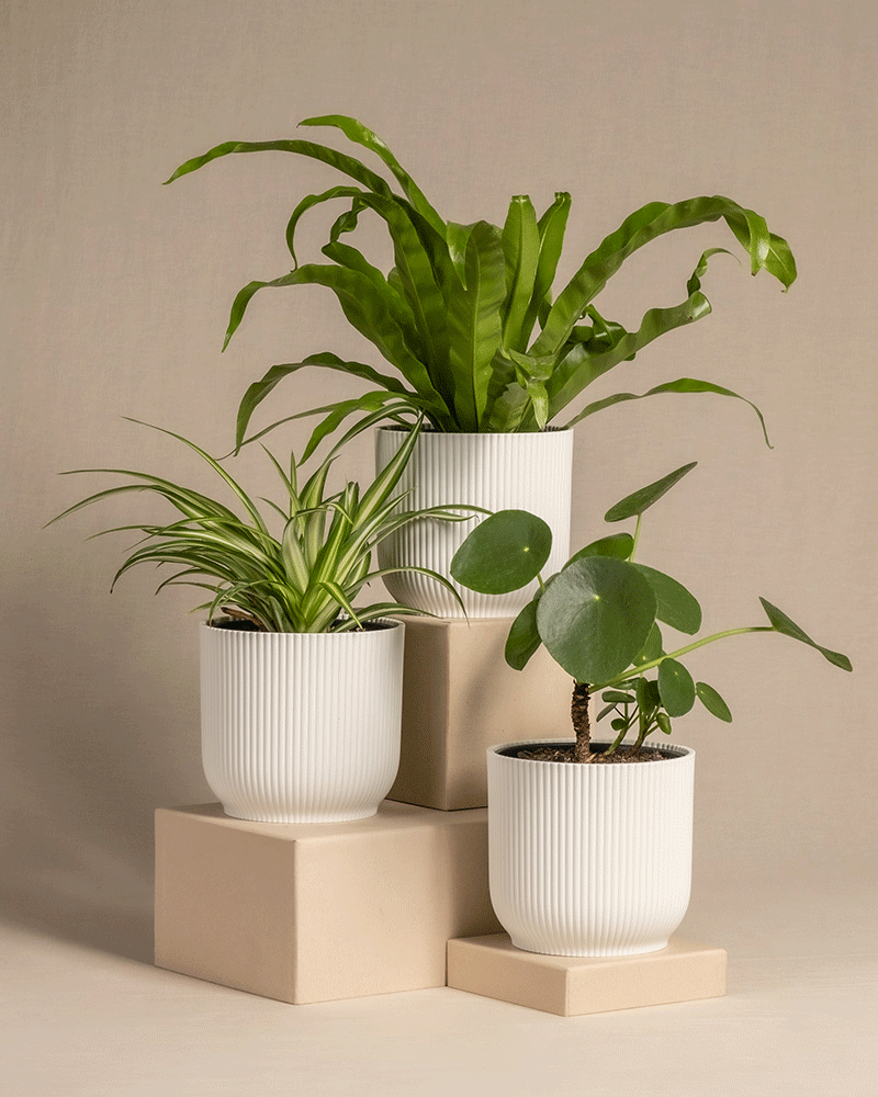 feey-variado-pflanzen-set-klein-tierfreundlich-3er image 6
