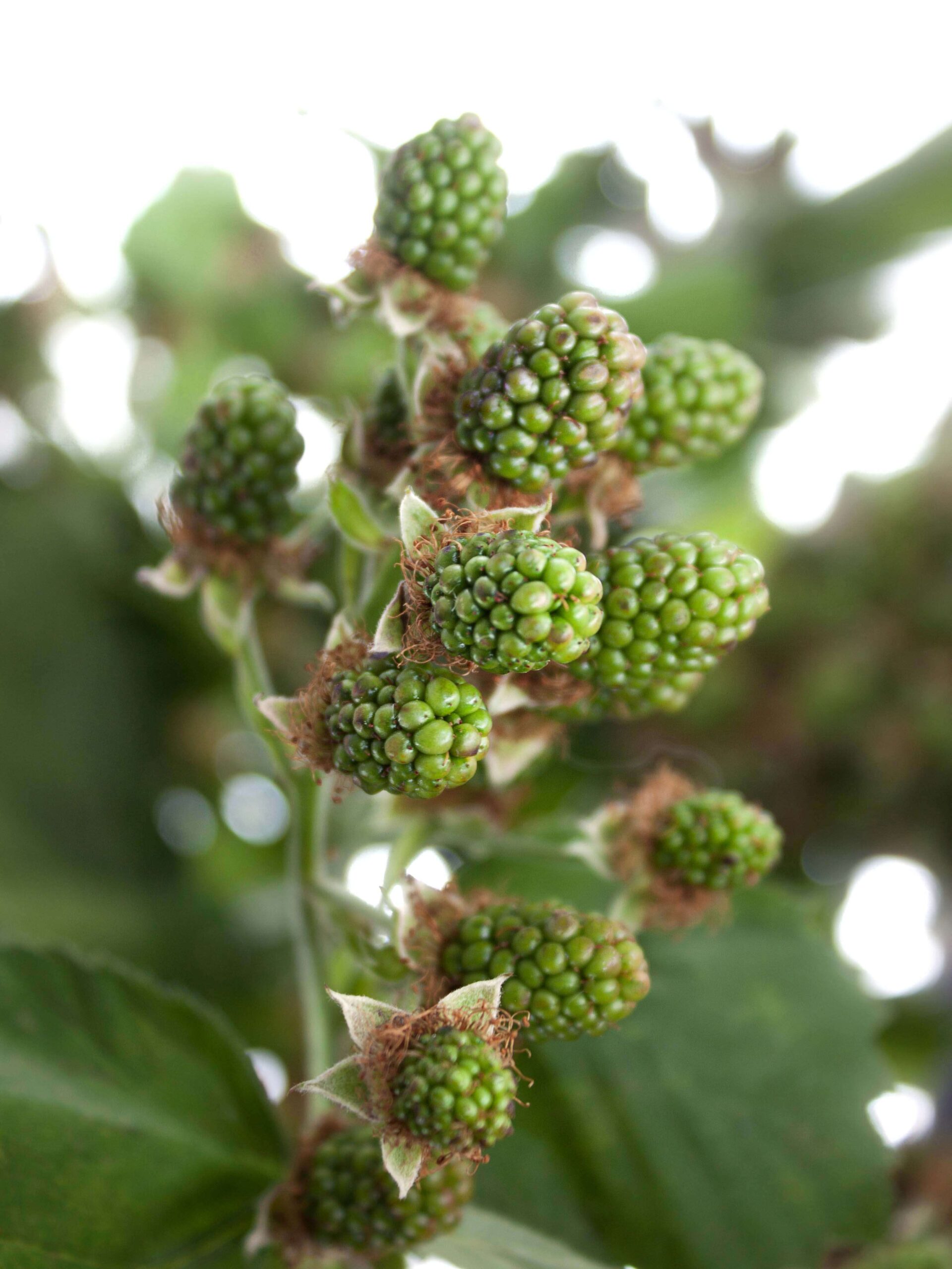 blumigo-rubus-chester-zweige-schnittgr-n-gr-n image 1