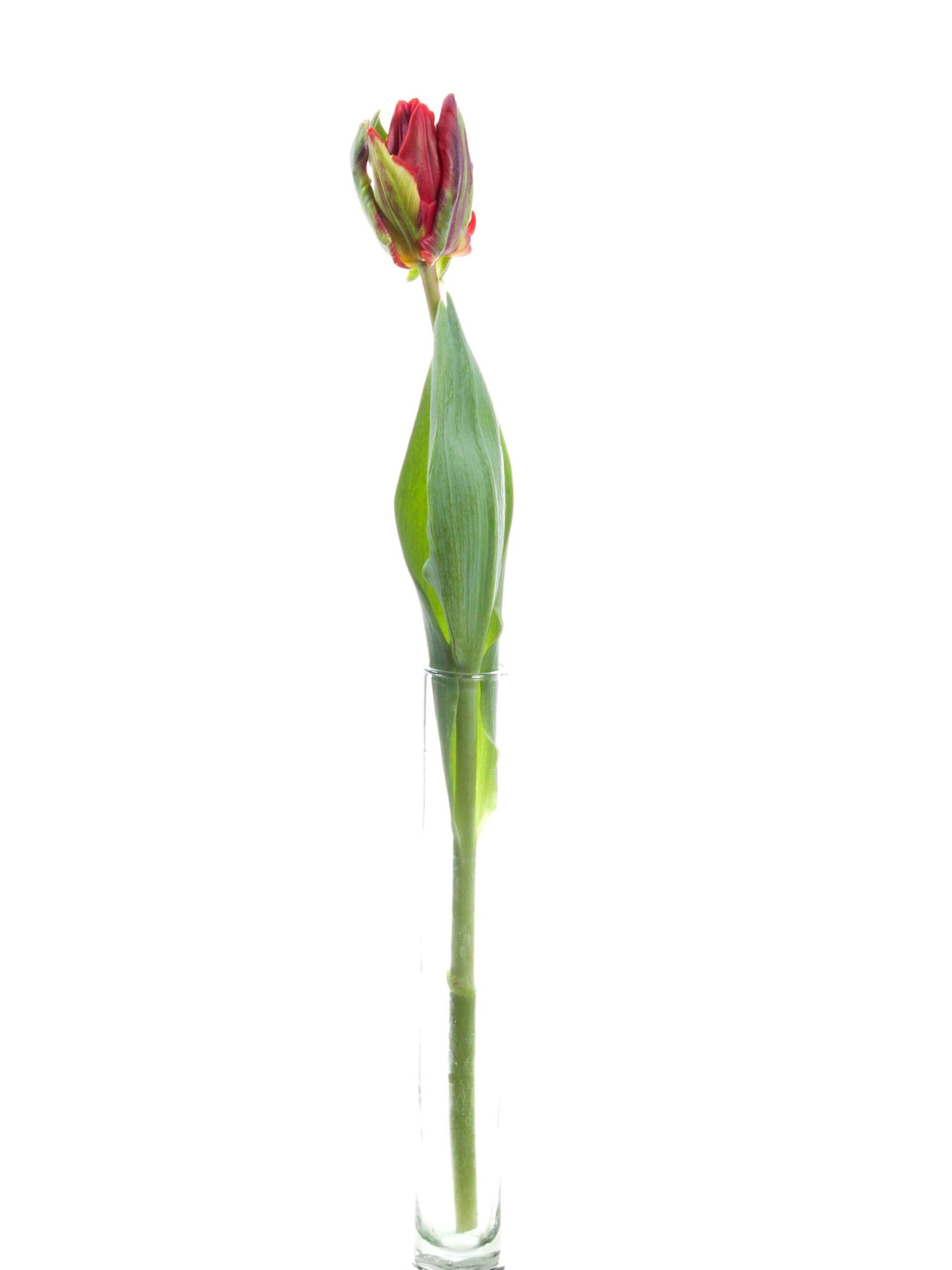 blumigo-tulpen-double-rococo-tulpe-gef-llt-rot image 3