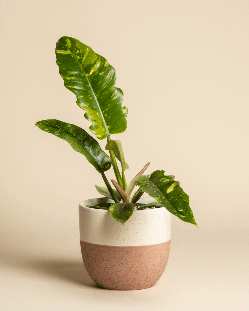 feey-variado-philodendron-ring-of-fire-zimmerpflanze-panaschiert image 5