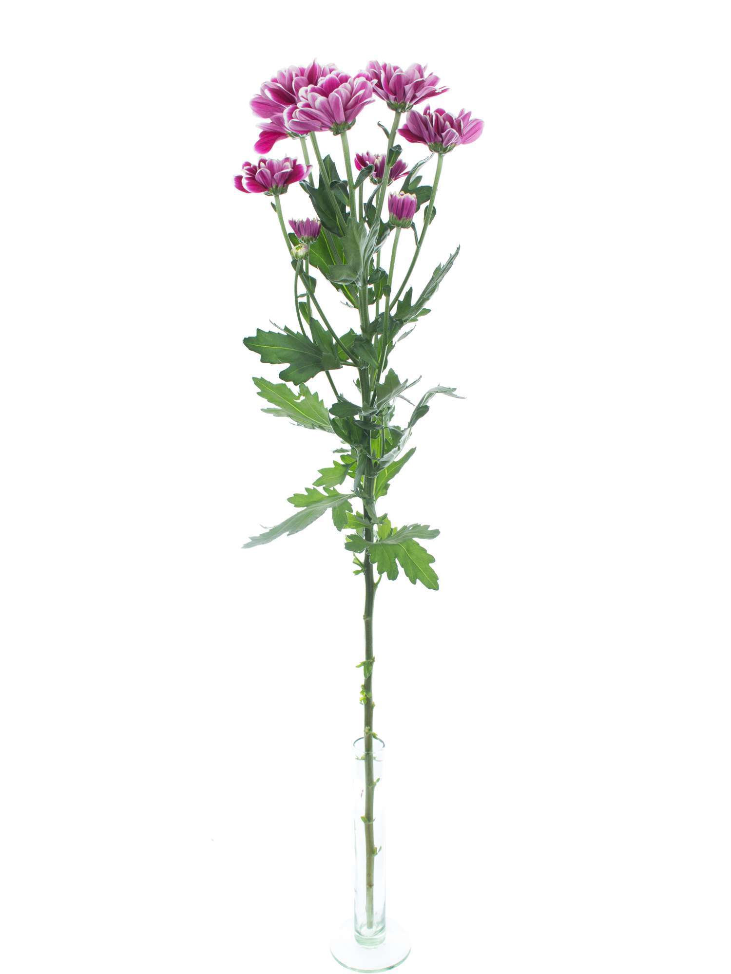 blumigo-chrysanthemen-alamos-schnittblume-pink-wei-verzweigt image 3