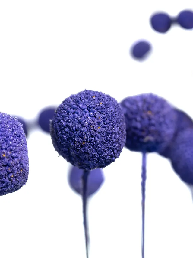 blumigo-trockenblumen-craspedia-trockenblume-violett image 1