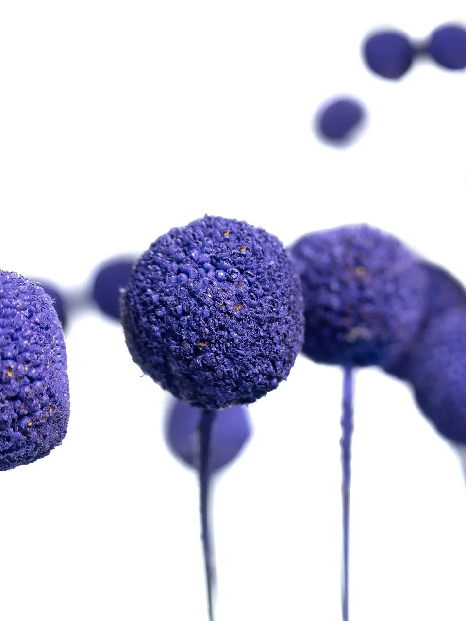 blumigo-trockenblumen-craspedia-trockenblume-violett image 1