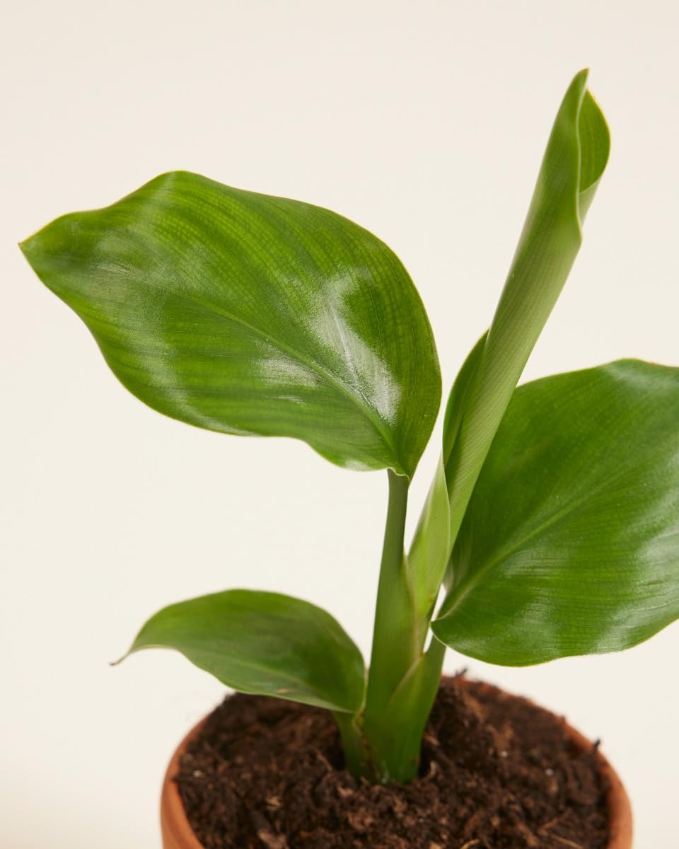 plnts-babyplnts-strelitzia-nicolai-zimmerpflanze-15cm image 3