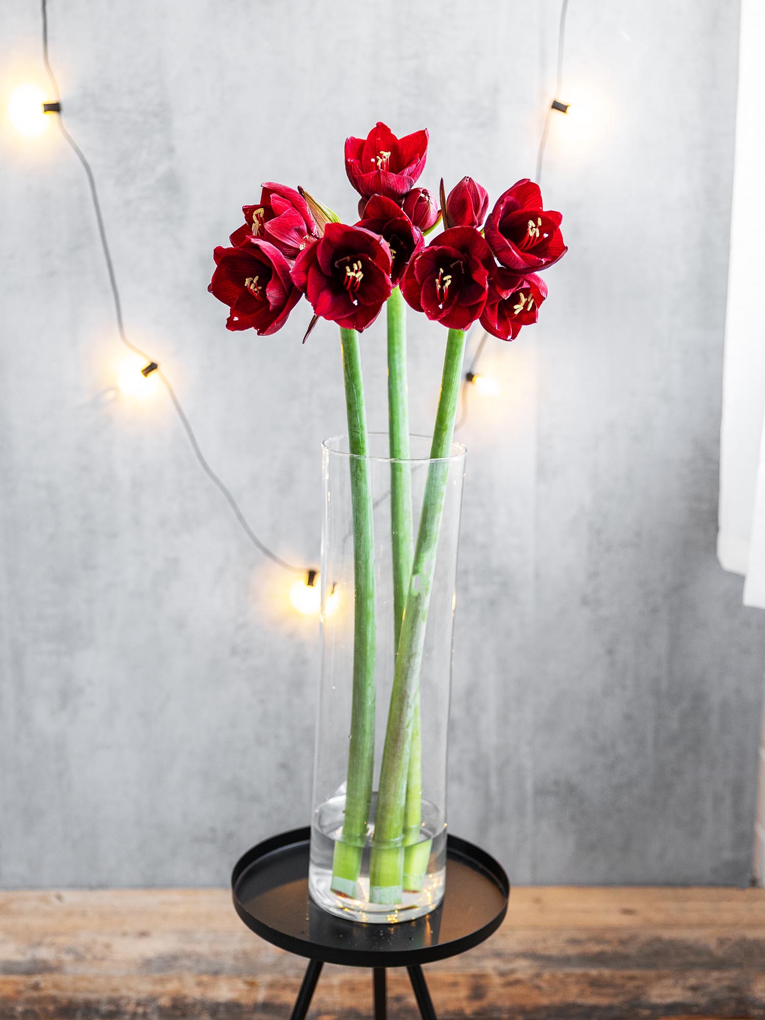blumigo-amaryllis-royal-velvet-dunkelrote-schnittblume image 2