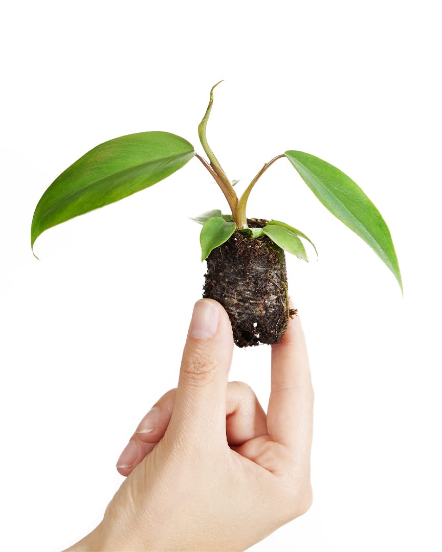 plnts-babyplnts-philodendron-mayoi-zimmerpflanze-8cm-baby image 1