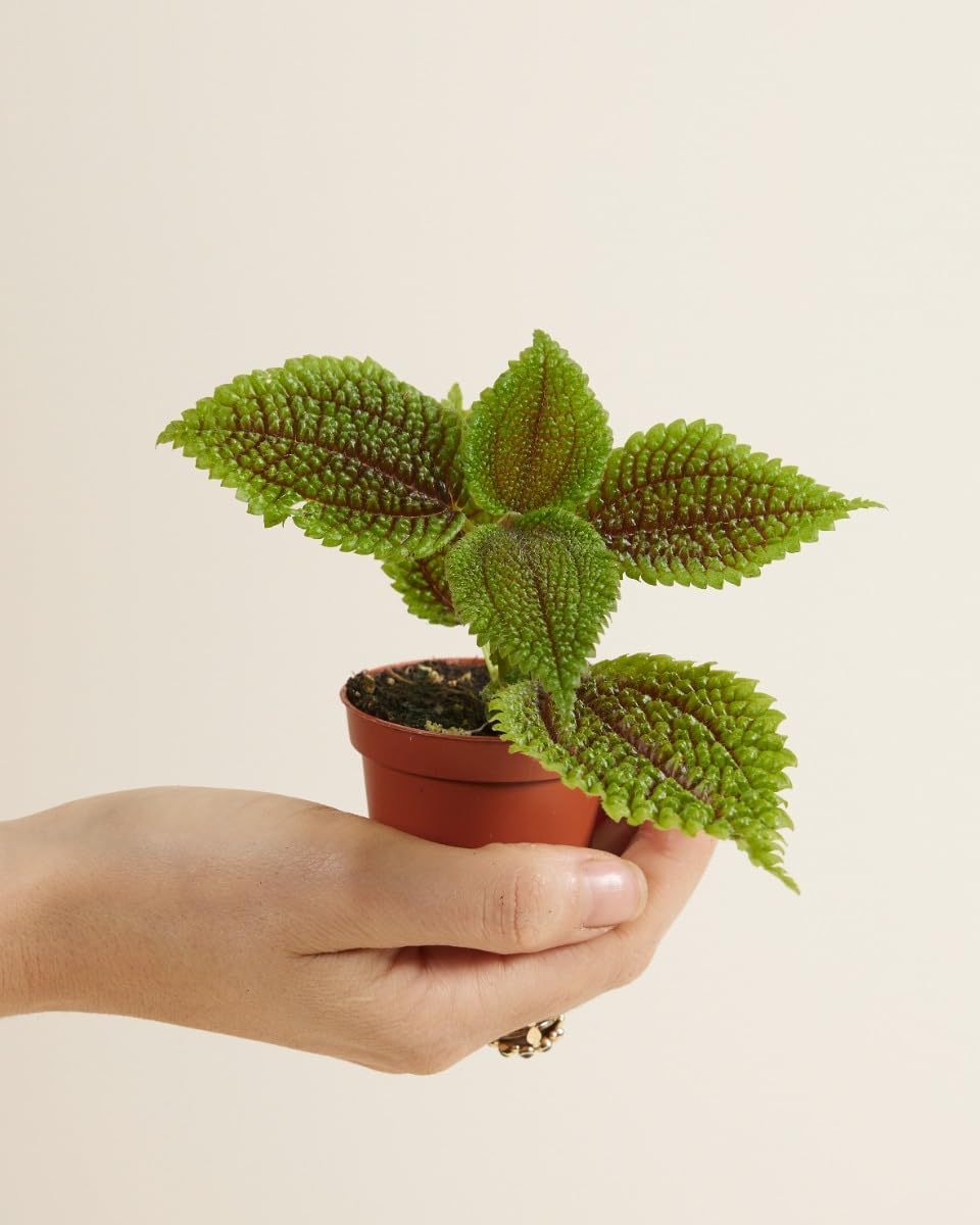 plnts-babyplnts-pilea-moon-valley-zimmerpflanze-6cm-topf image 2