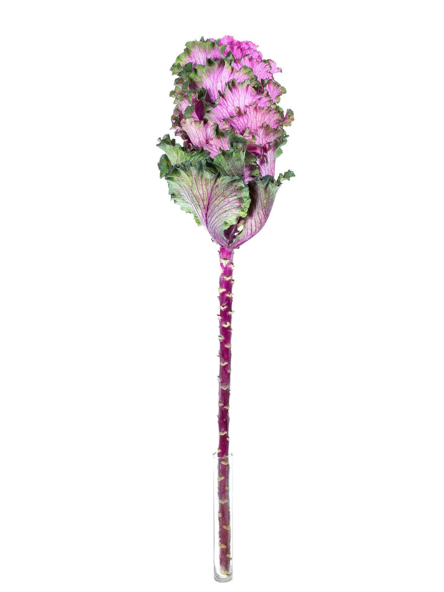 blumigo-herbstdeko-zierkohl-xl-first-lady-violett-gr-n image 2