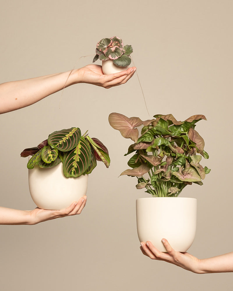 feey-pflanzen-trio-maranta-syngonium-saxifraga-ohne-topf image 1