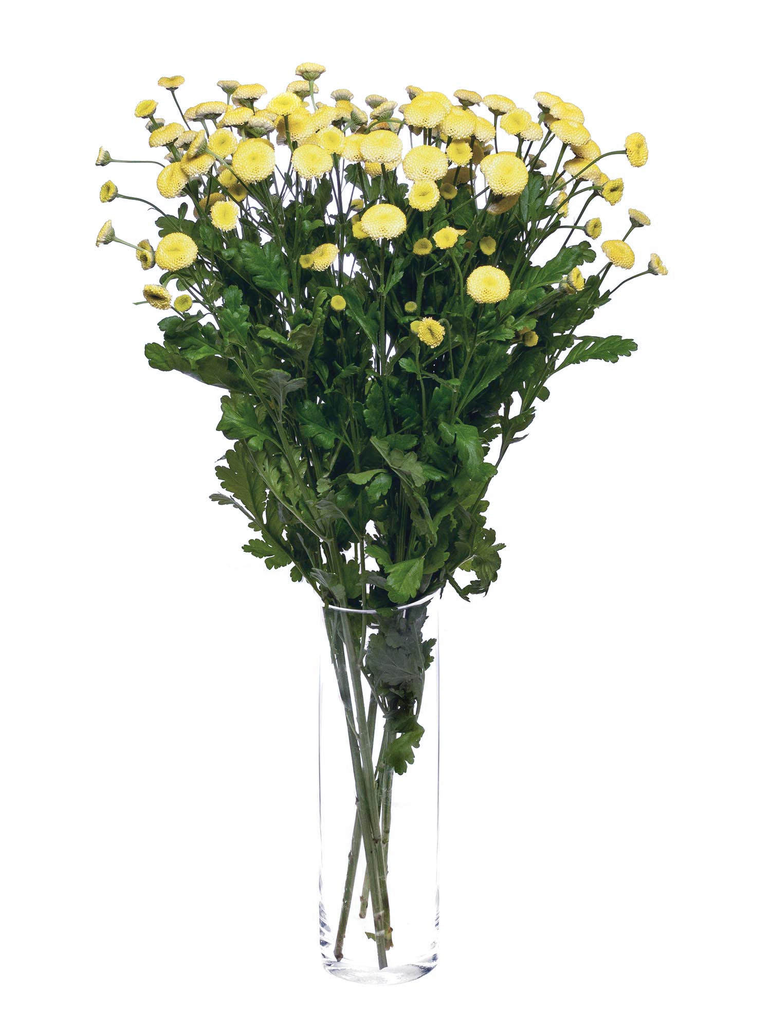 blumigo-tanacetum-amazone-blume-gelb image 2