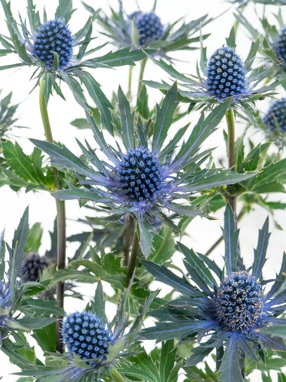 blumigo-disteln-orion-qstar-distel-blau-schnittblume image 1