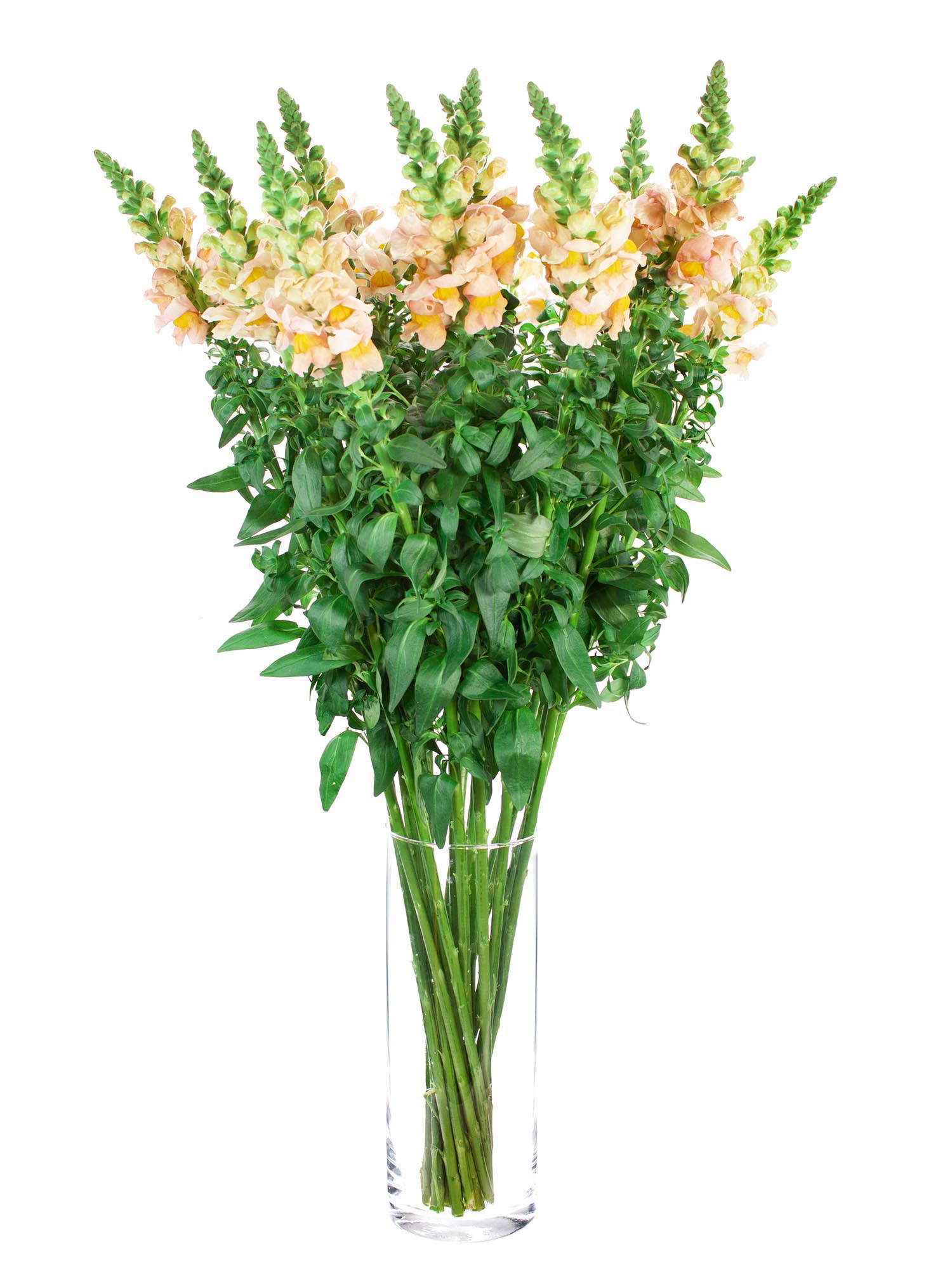 blumigo-l-wenm-ulchen-costa-apricot-schnittblumen-apricot-rosa image 2