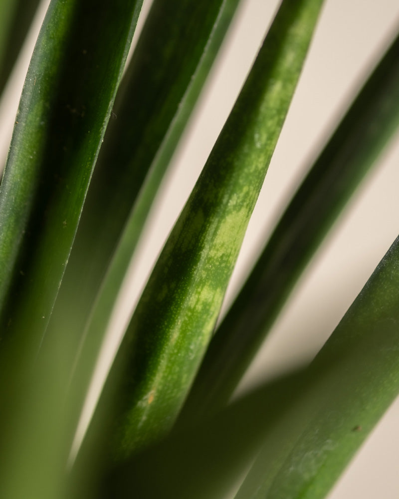 feey-variado-sansevieria-friends-zimmerpflanze-ohne-bertopf image 2
