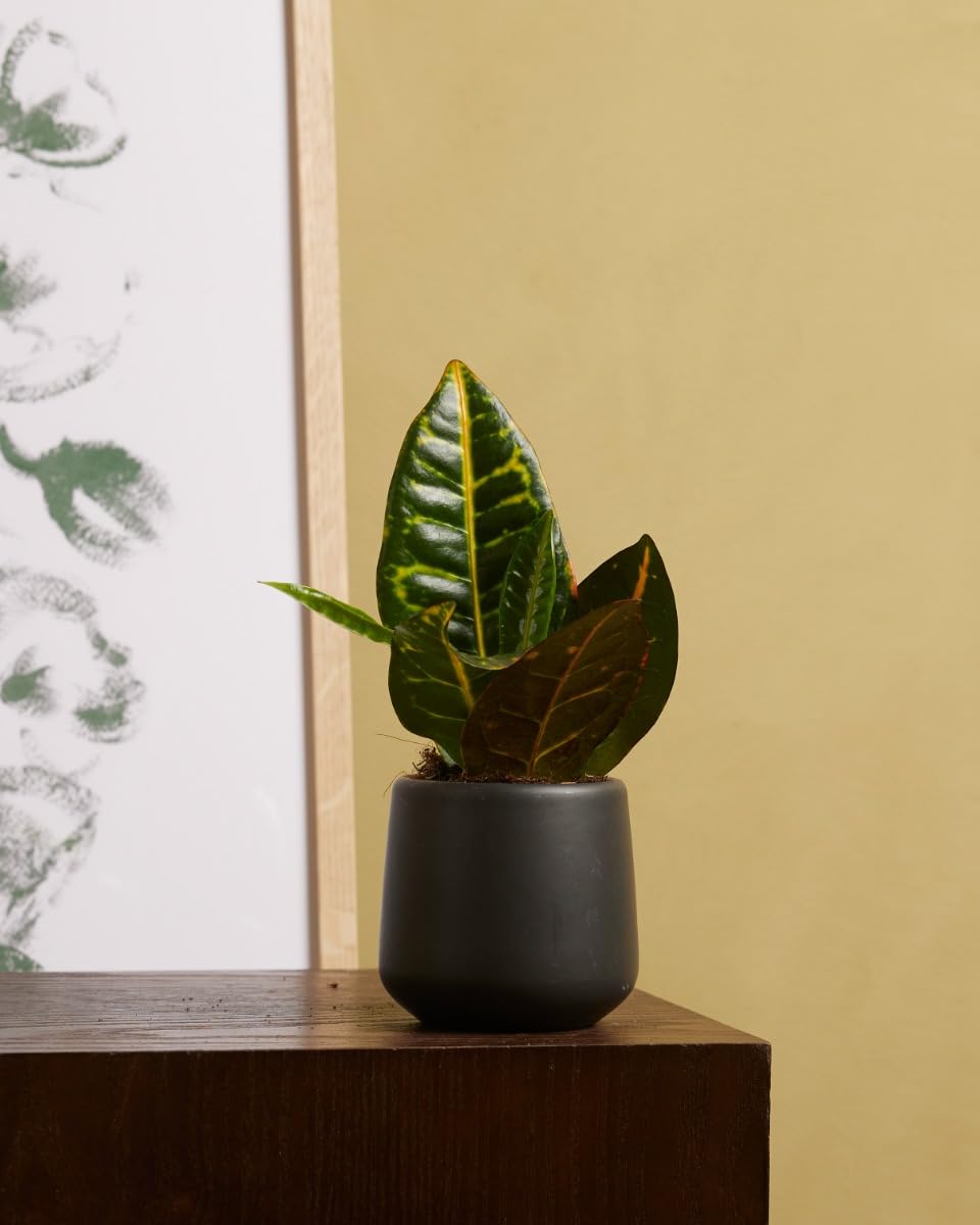 plnts-babyplnts-codiaeum-petra-wunderstrauch-zimmerpflanze-6cm-topf image 5