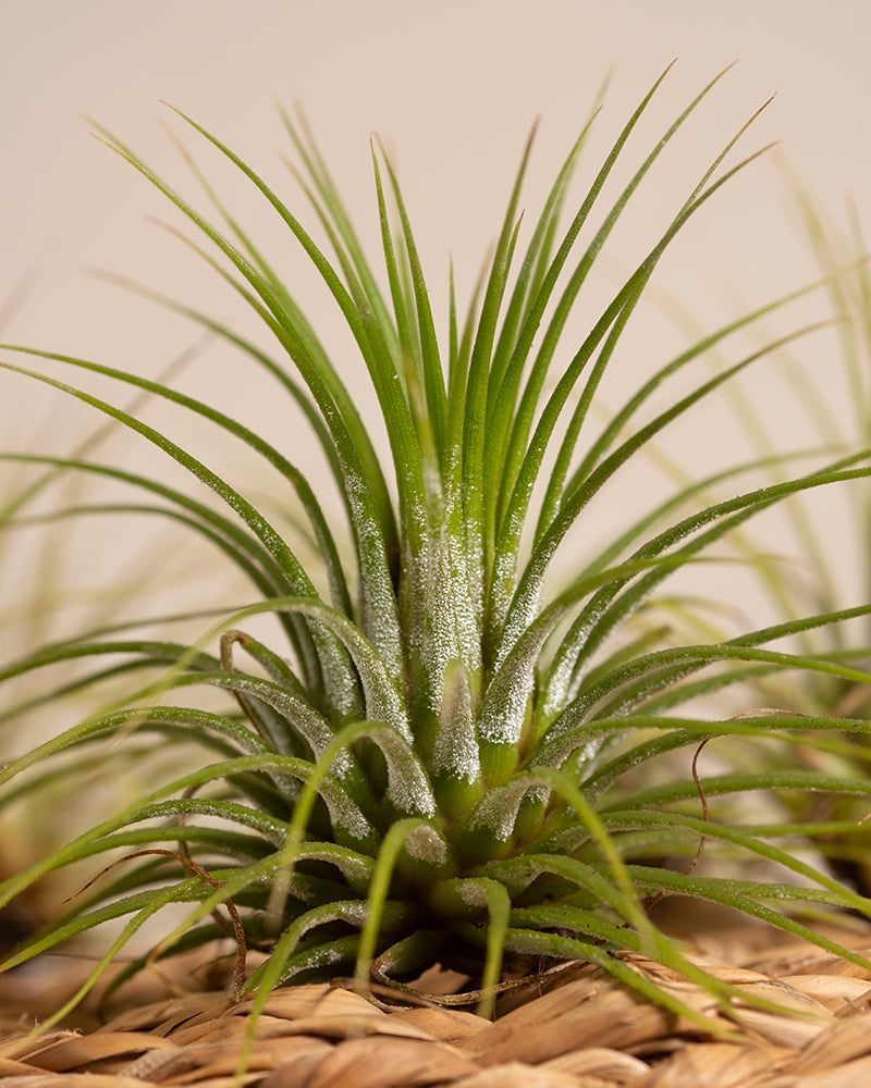 feey-variado-luftpflanzen-5-st-ck-tillandsia-ohne-erde image 8