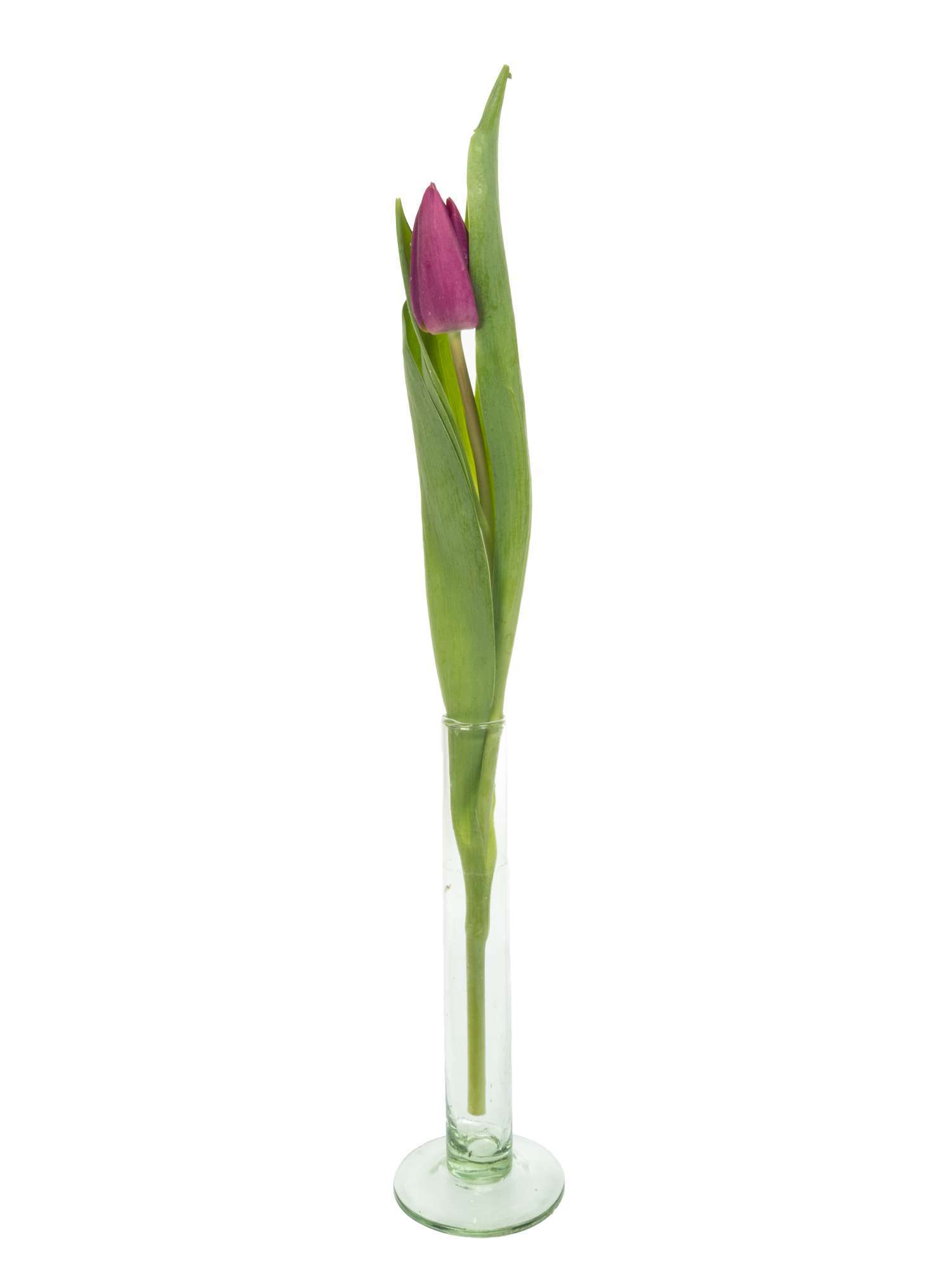blumigo-tulpen-purple-prince-lila-frische-schnittblumen image 3