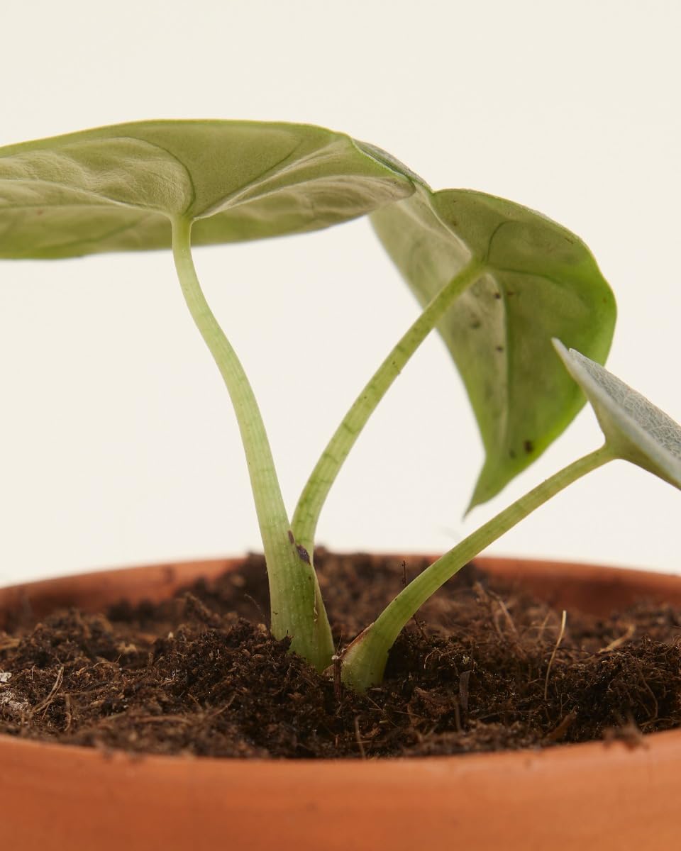 plnts-babyplnts-alocasia-melo-zimmerpflanze-baby-10-cm image 5