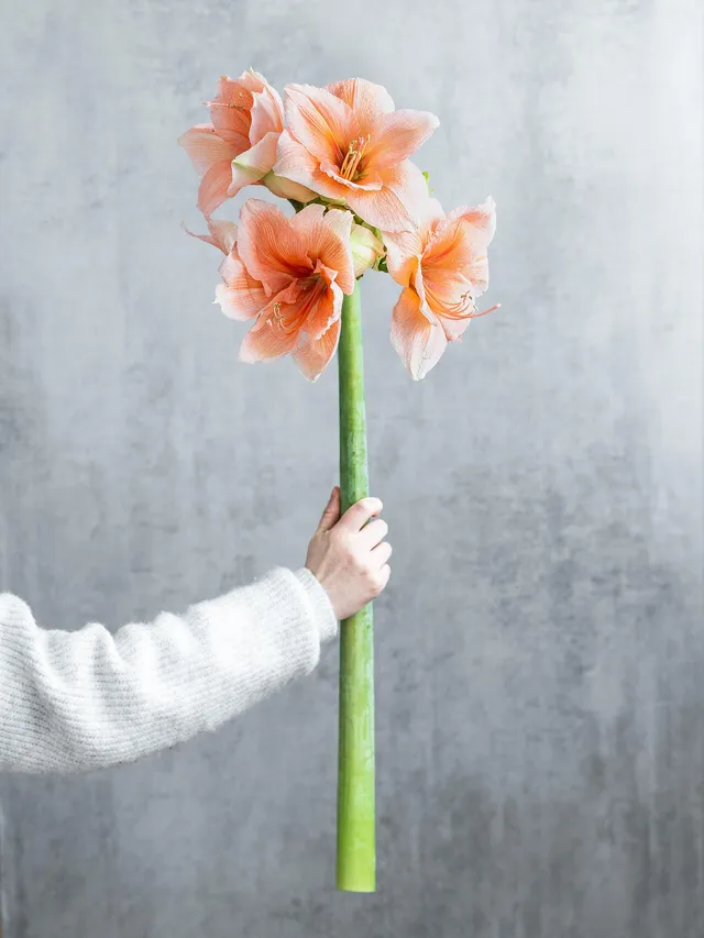 blumigo-amaryllis-rilona-schnittblume-apricote image 1