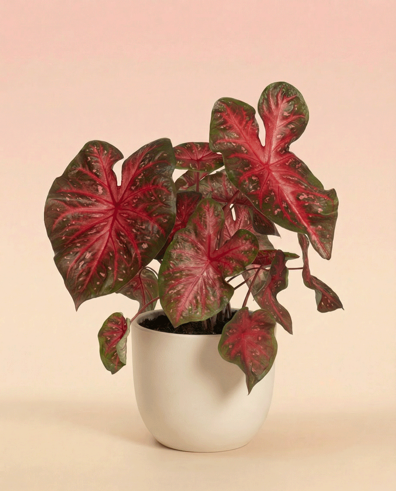 feey-variado-caladium-red-flash-zimmerpflanze-ohne-topf image 5