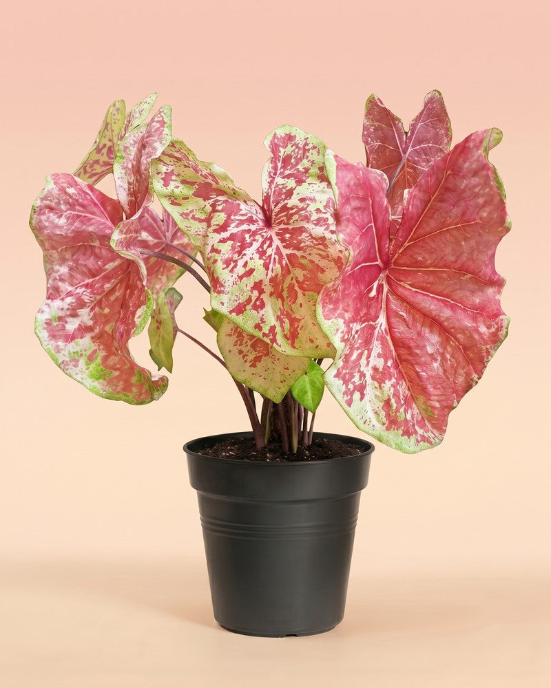 feey-variado-caladium-raspberry-moon-zimmerpflanze-gross image 3