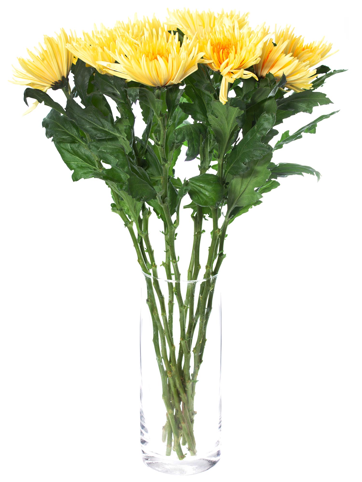 blumigo-chrysanthemen-anastasia-gelb-orange-schnittblume image 2