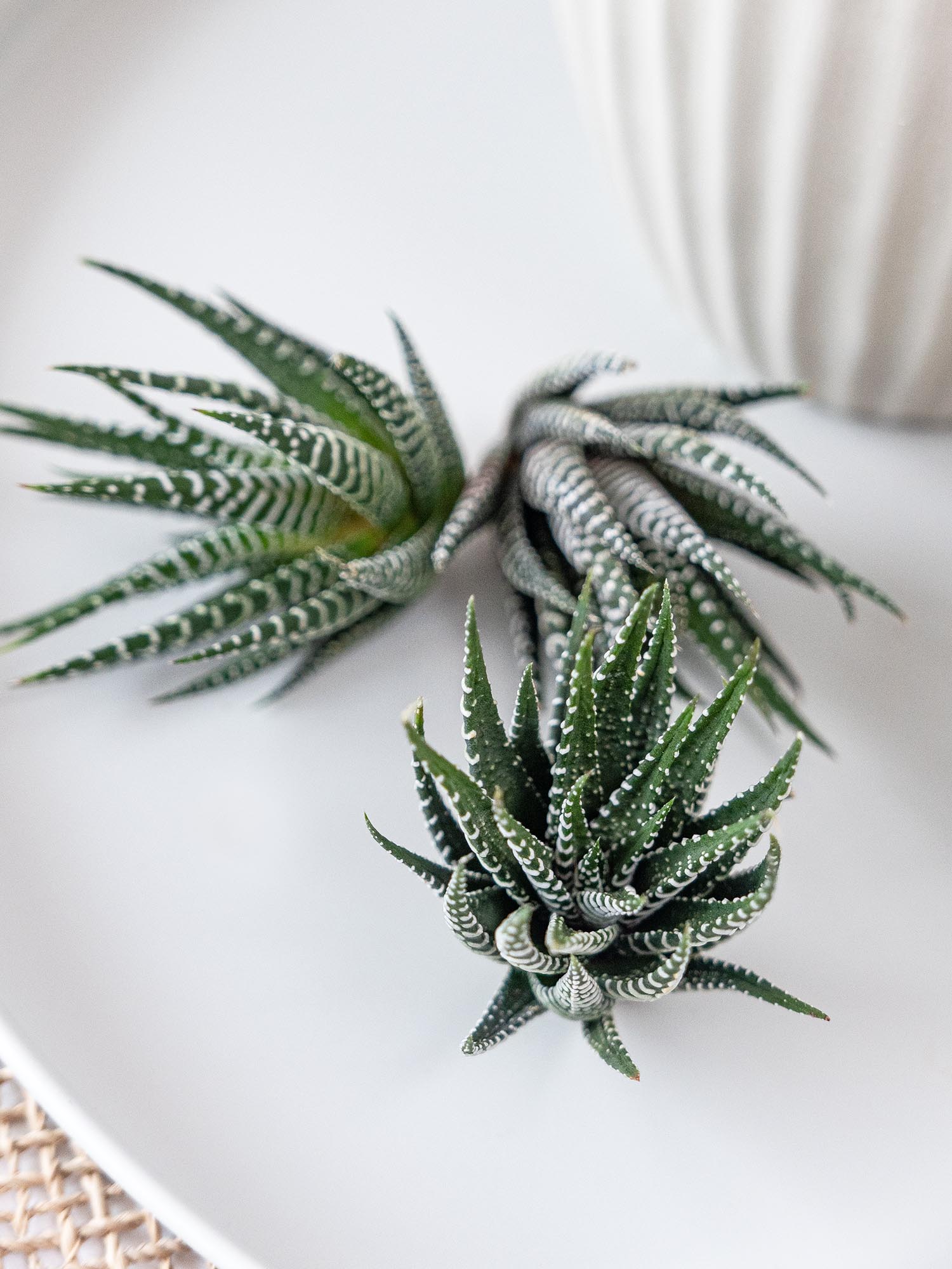 blumigo-blattwerk-sukkulenten-haworthia-fasciata-gr-n-wei image 5