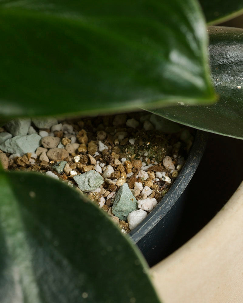feey-philodendron-imperial-green-zimmerpflanze-ohne-bertopf image 7