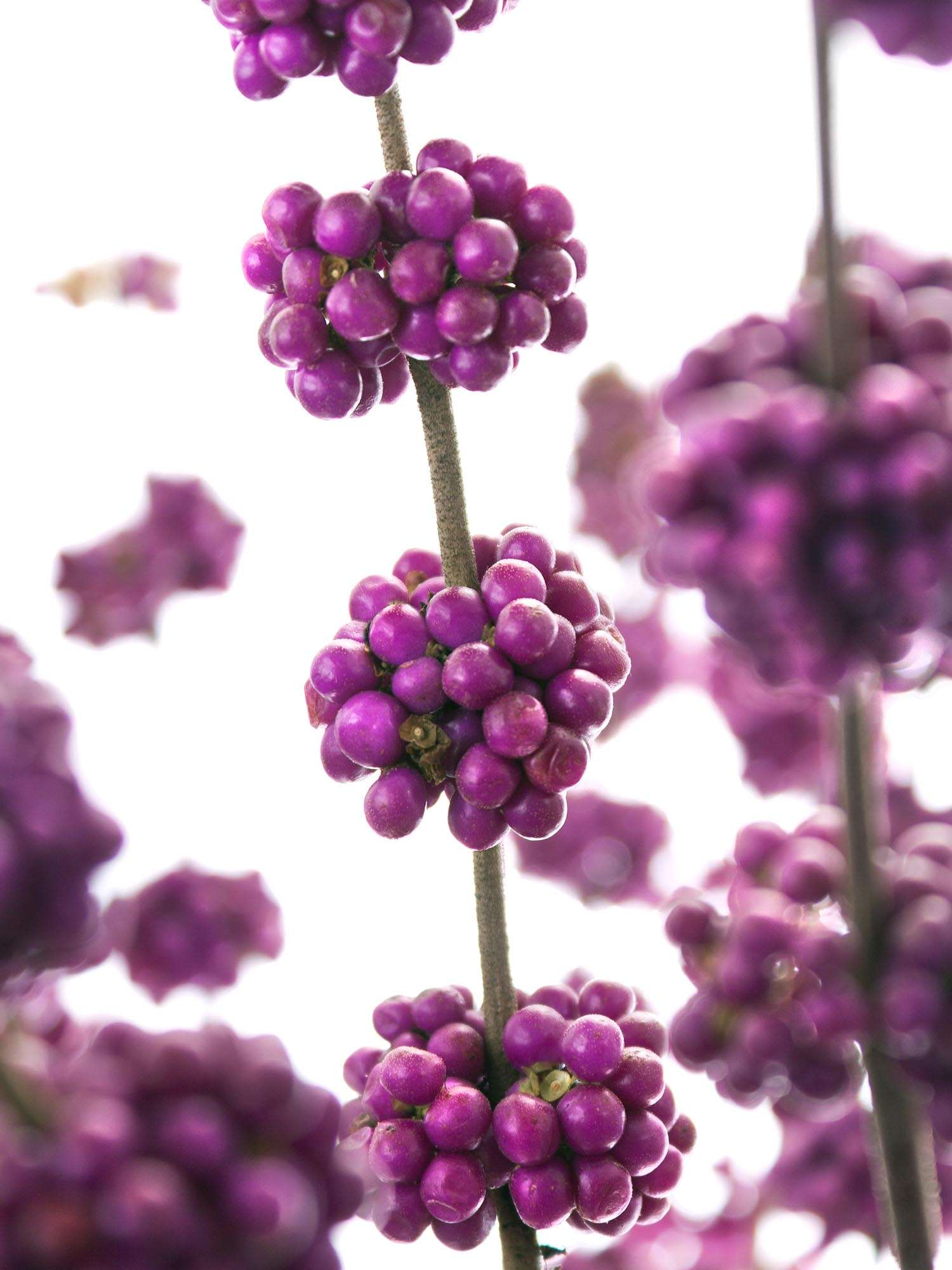 blumigo-zweige-callicarpa-liebesperlen-schnittzweig-violett image 4