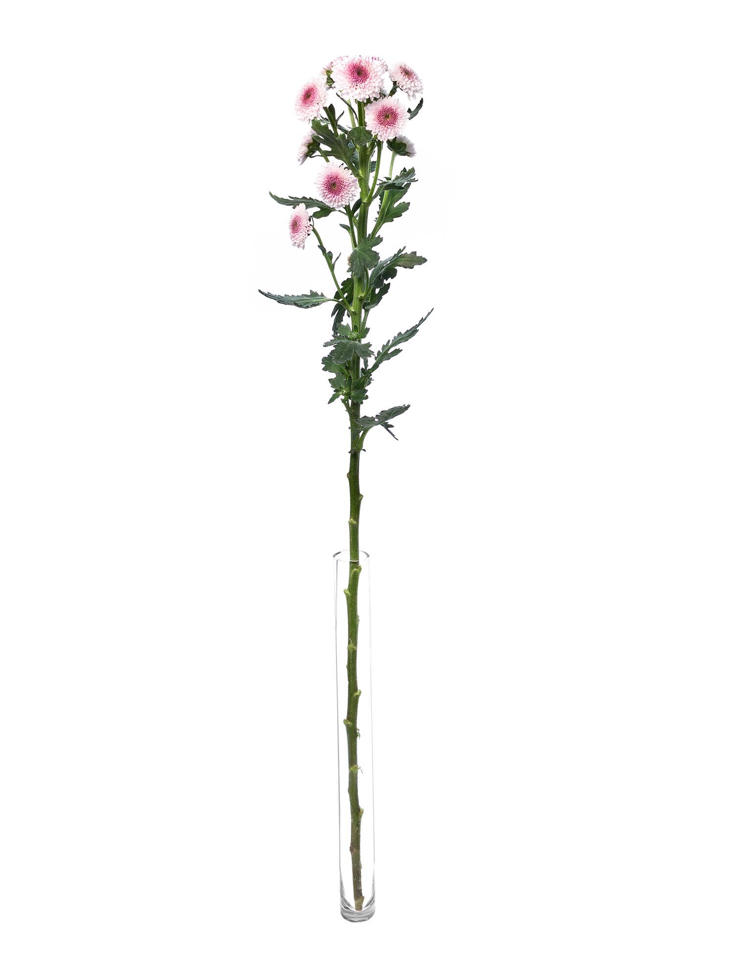 blumigo-chrysanthemen-santinis-sweethearts-schnittblumen-rosa-pink image 3