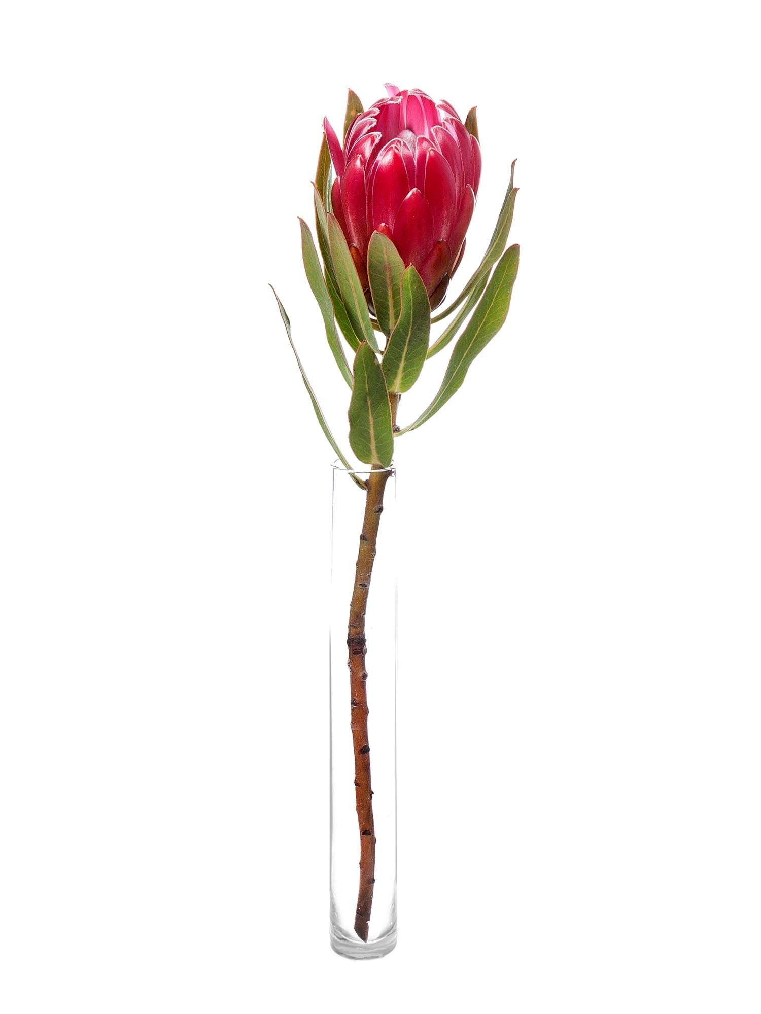 blumigo-proteen-brenda-protea-schnittblume-pink image 3